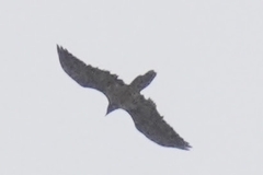 Gypaetus barbatus barbatus