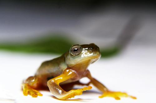 Rhacophorus bipunctatus