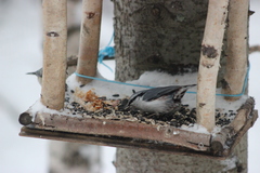 Sitta europaea asiatica