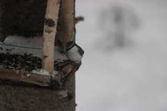 Sitta europaea asiatica