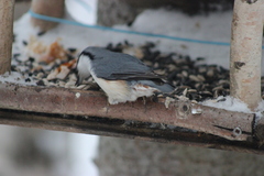 Sitta europaea asiatica