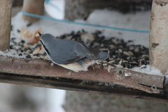 Sitta europaea asiatica