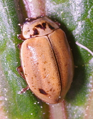 Aphidecta obliterata