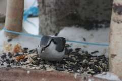 Sitta europaea asiatica