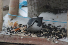 Sitta europaea asiatica