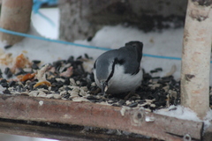 Sitta europaea asiatica