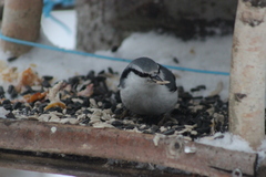 Sitta europaea asiatica