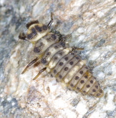 Ceratomegilla alpina