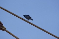 Corvus macrorhynchos macrorhynchos