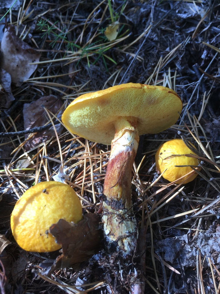 Suillus grevillei · September 2018 · photo: © dschigel (iNaturalist, cc-by)