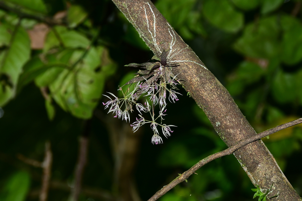 Macroclinium dalstroemii