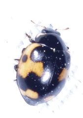 Ceratomegilla alpina