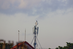 Corvus macrorhynchos macrorhynchos