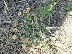 Psephellus turgaicus