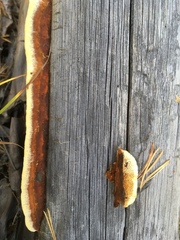 Gloeophyllum protractum