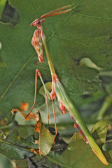 Empusa fasciata