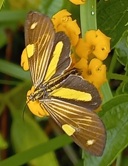Phaeochlaena lampra