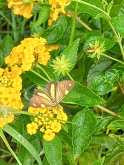 Phaeochlaena lampra