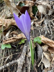 Crocus neglectus