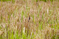 Ploceus manyar