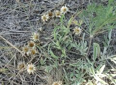 Psephellus turgaicus