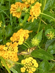 Phaeochlaena lampra
