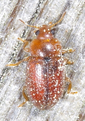 Coccidula rufa