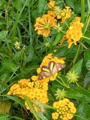 Phaeochlaena lampra
