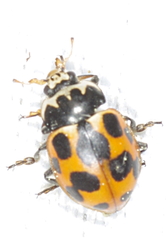 Ceratomegilla notata