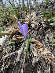 Crocus neglectus