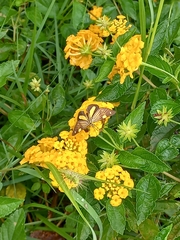 Phaeochlaena lampra