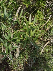 Phillyrea angustifolia