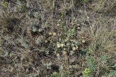 Psephellus turgaicus