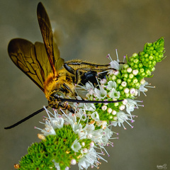 Aculeata