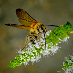 Aculeata