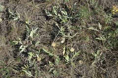 Psephellus turgaicus