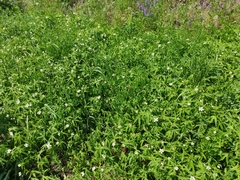 Anemonastrum dichotomum