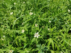 Anemonastrum dichotomum