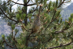 Thaumetopoea pityocampa