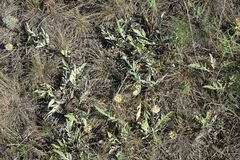 Psephellus turgaicus