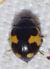 Ceratomegilla alpina
