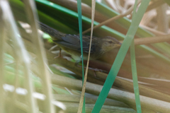 Locustella lanceolata