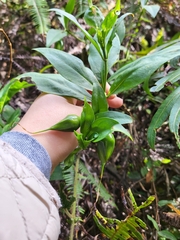 Symbolanthus australis