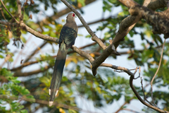 Phaenicophaeus tristis