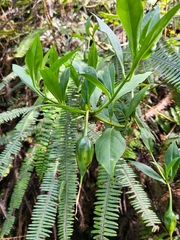 Symbolanthus australis