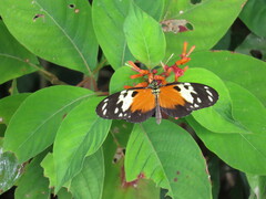 Heliconius hecale melicerta