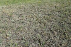 Psephellus turgaicus