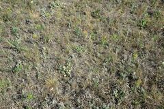 Psephellus turgaicus