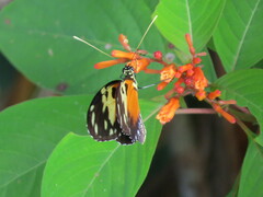Heliconius hecale melicerta