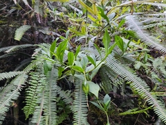 Symbolanthus australis